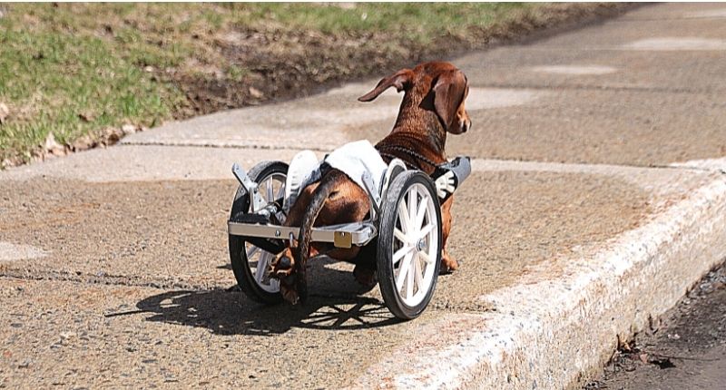 doggy wheelchair to buy